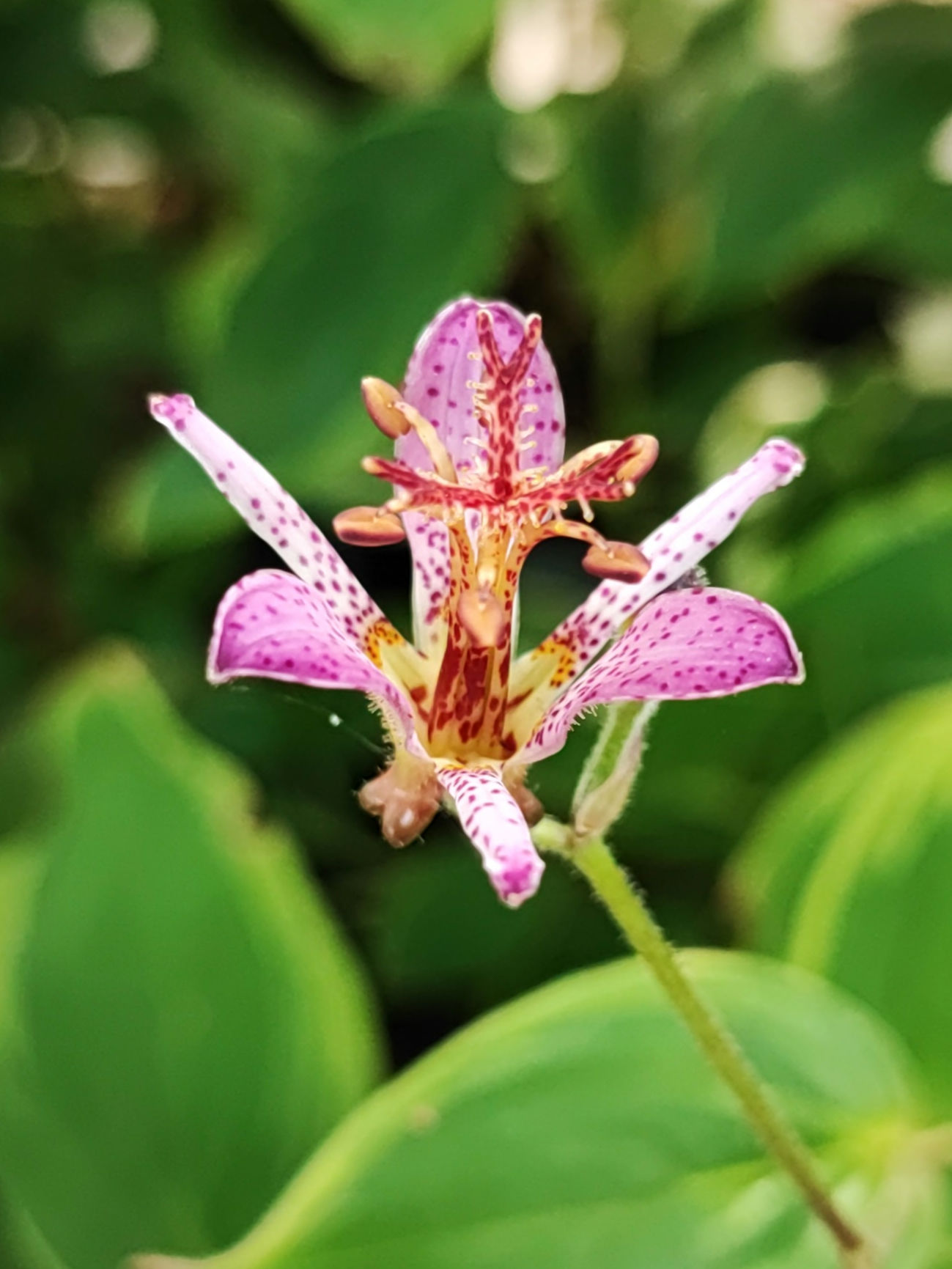 Tricyrtis formosana 'Autumn Glow'