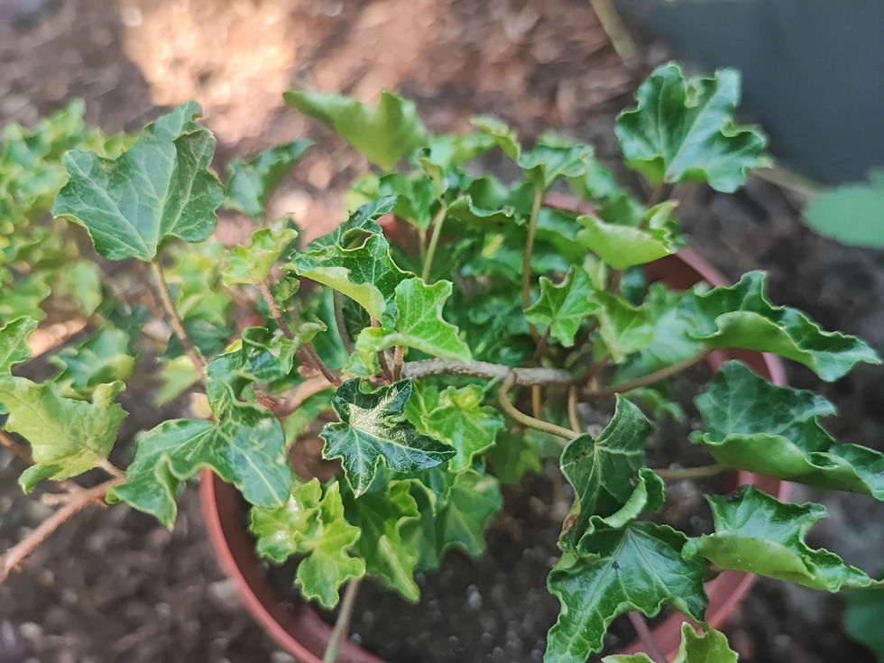 Thumbnail: Hedera helix (mix)
