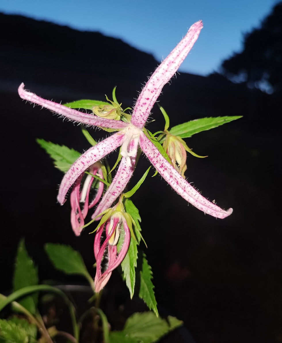 Thumbnail: Campanulla punctata 'Pink Octopus'