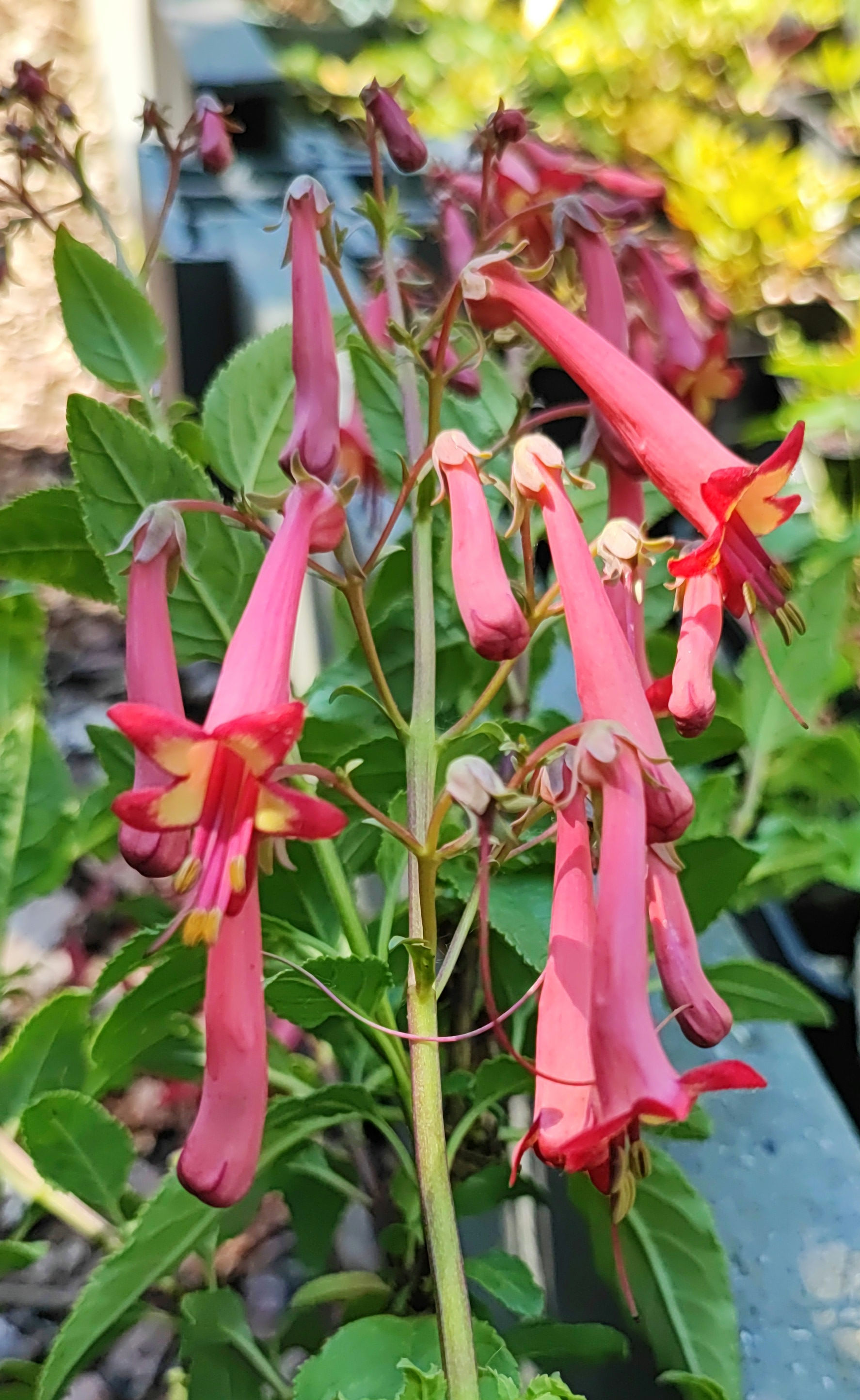Phygelius x rectus 'African Queen'