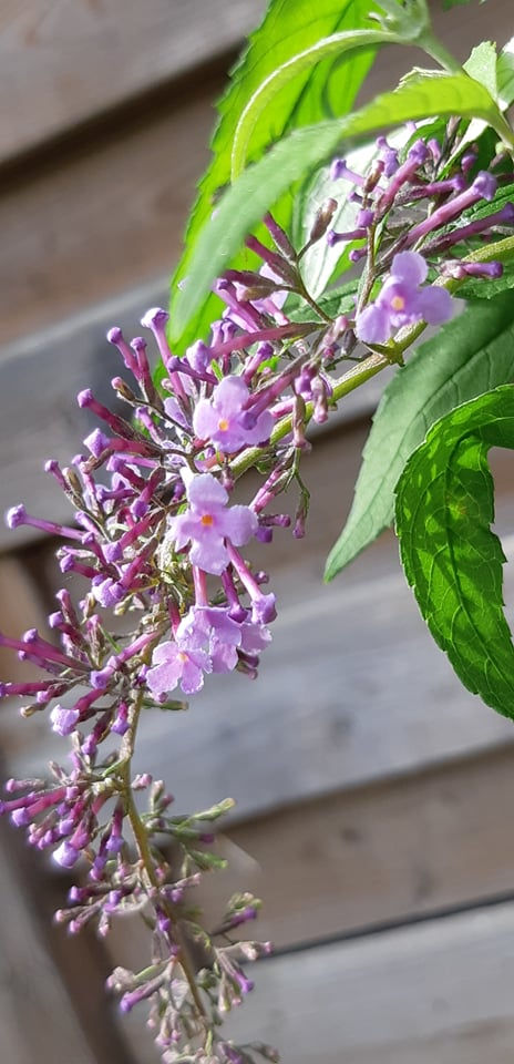 Thumbnail: Buddleja davidii 'Wisteria Lane' & 'Pink Cascade'