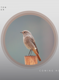 Winston Zanner Coming Home .png