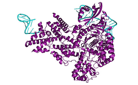 Graphical representation of Cas9 molecular structure