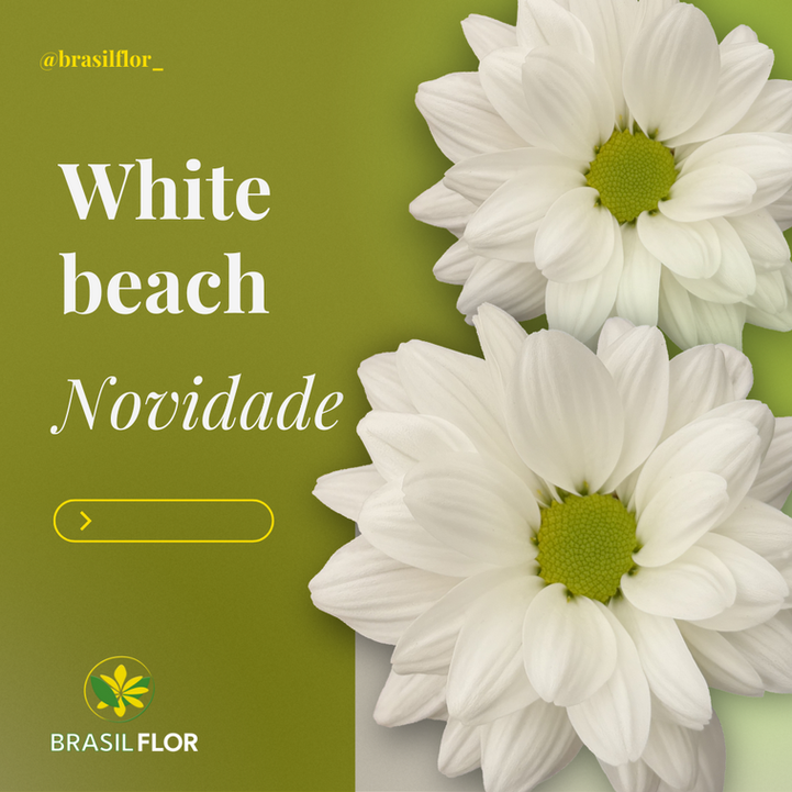 *novidade* White beach
