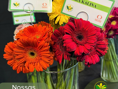 Nossas maravilhosas Gérberas