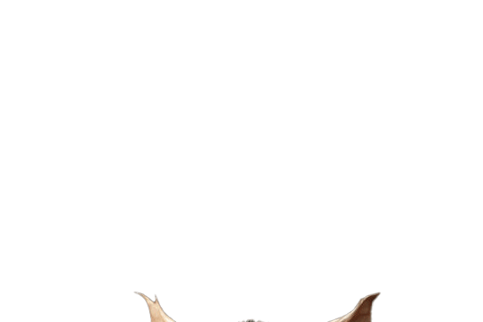 first.gif