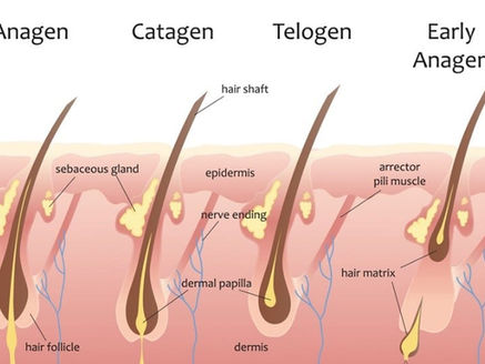 First Comes Growth, Then Comes Anagen Effluvium