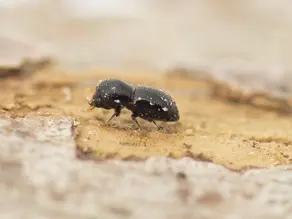 Good news for Perth trees!