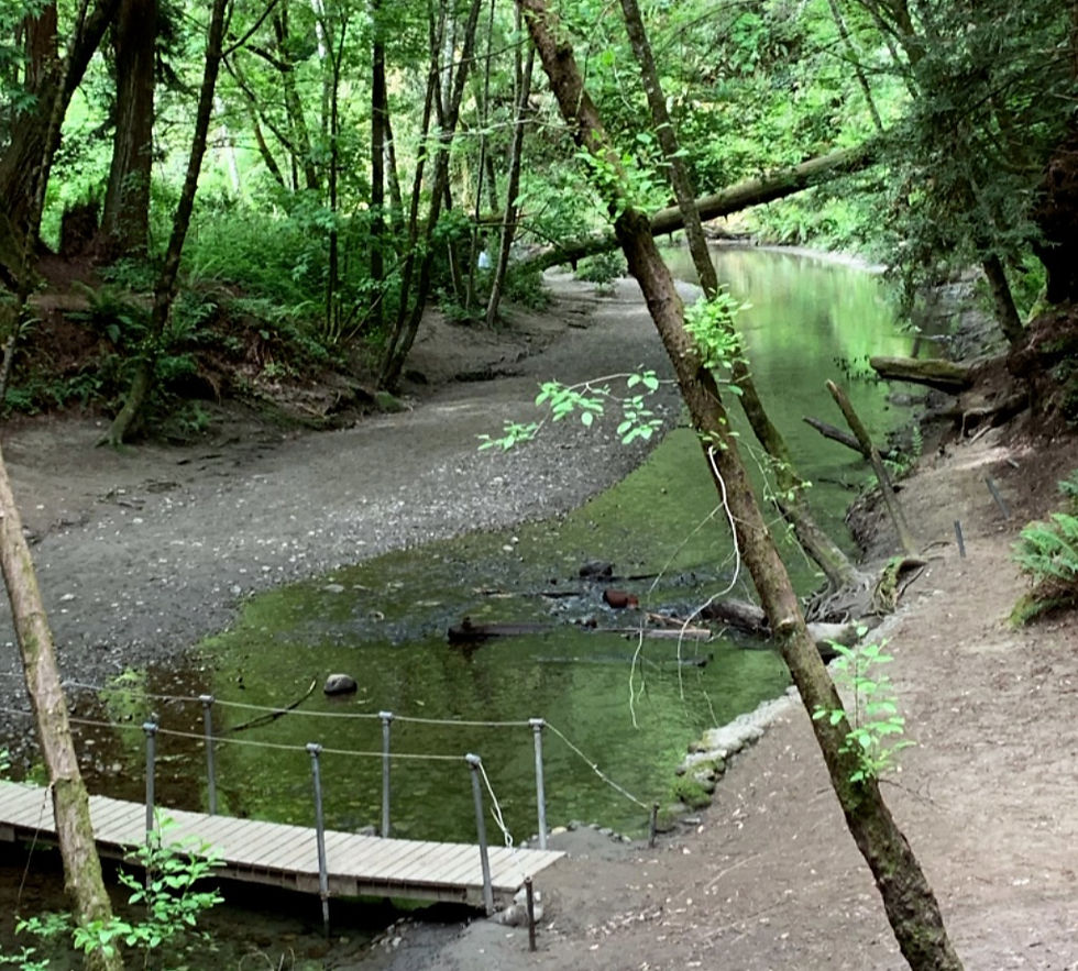 Nisene Marks Aptos hiking trail in redwoods