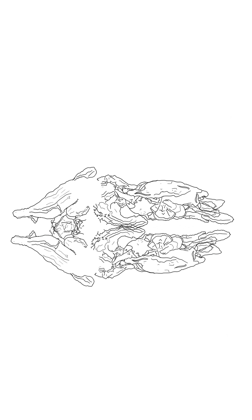 'Mushroom Study 1'