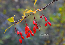 Berberis Vulgaris.JPG