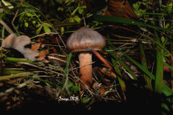 Gomphidius Glutinosus.JPG