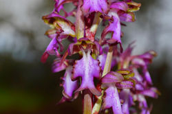 Picasa - DSC_0088.jpg