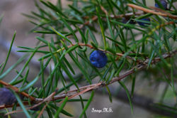 Juniperus Communis.JPG