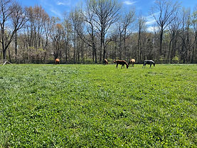 Great Returns Stables Horse Pasture and Fence in Evansville, Indiana