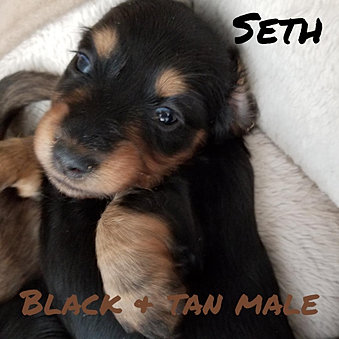 Black and Tan Male Miniature Long Hair Dachshund puppies for sale