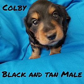 Colby is a black and tan miniature long hair dachshund puppies for sale