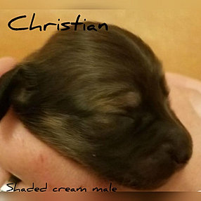 Shaded Cream Male Miniature Long Hair Dachshund puppies for sale