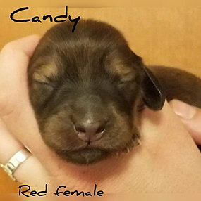 Candy shaded red Dachshund puppies for sale