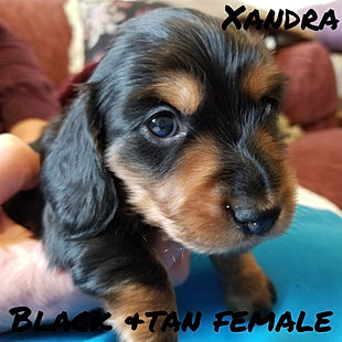 Black and Tan Female Miniature Long Hair Dachshund puppies for sale