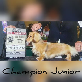 Sire-Junior (Cream)