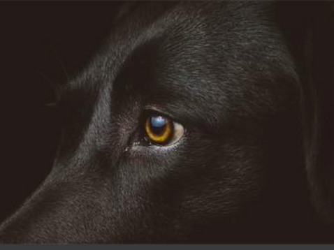 Upon The Death of My Dog