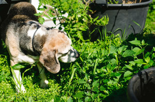 241 Bondi Rd Community Garden