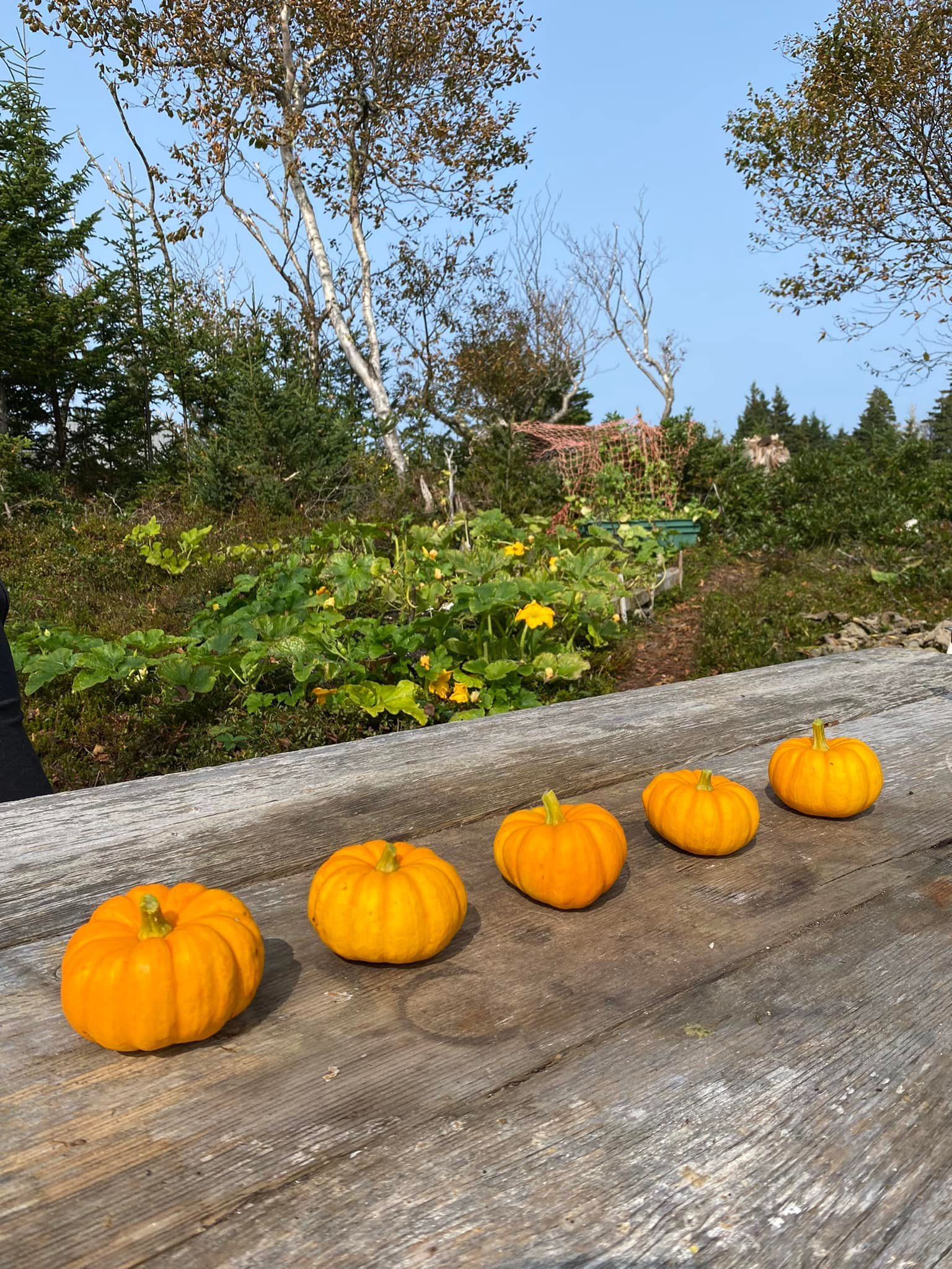 Small Pumpkin