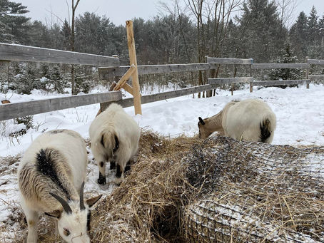 Thinking About Goats?