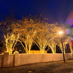 Trees wrapped in mini Christmas lights in Riverside, Jacksonville, Florida