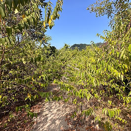 Sea view land for sale in Chalok Koh Tao Thailand featuring panoramic ocean views, tropical jungle surroundings, mountain scenery, mature trees, sunset hillside location, and private island investment opportunity.