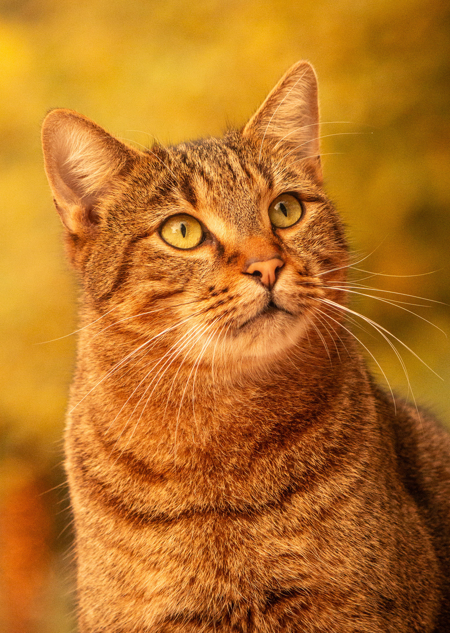 Orange Cat Print