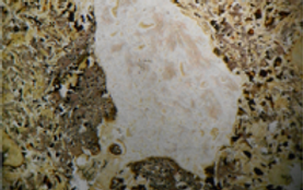 Thin section 2.png
