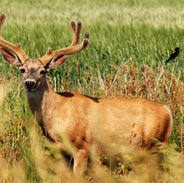 Deer in Crop 2