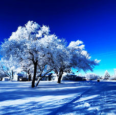 Hoar Tree IMG_9734.jpg