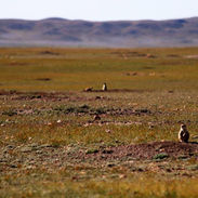 IMG_3798 Prairie Dog Colony.jpg