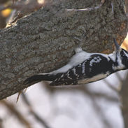 IMG_9779 Woodpecker.jpg