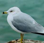 Gull.jpg