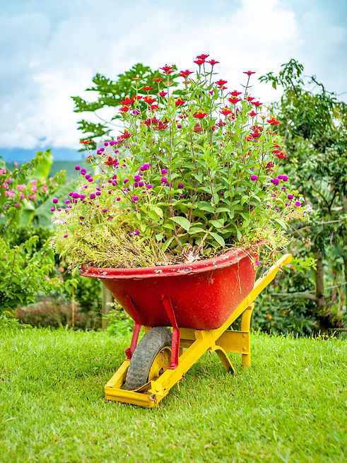 flowers-planted-wheelbarrow.jpg