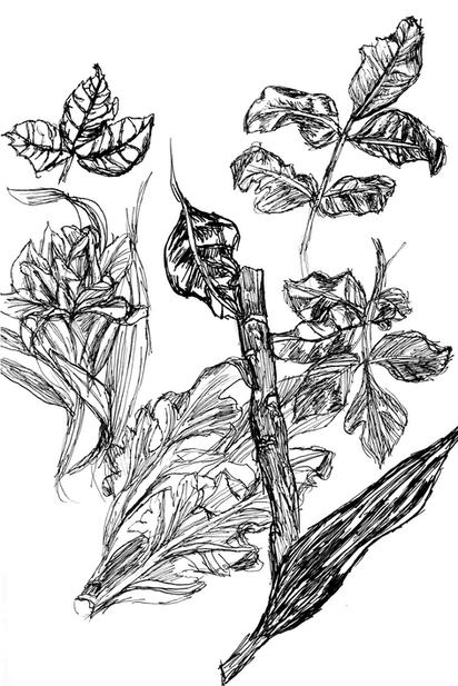 natural forms (2023)