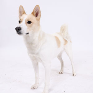 Studiobilder Mira och Rigo