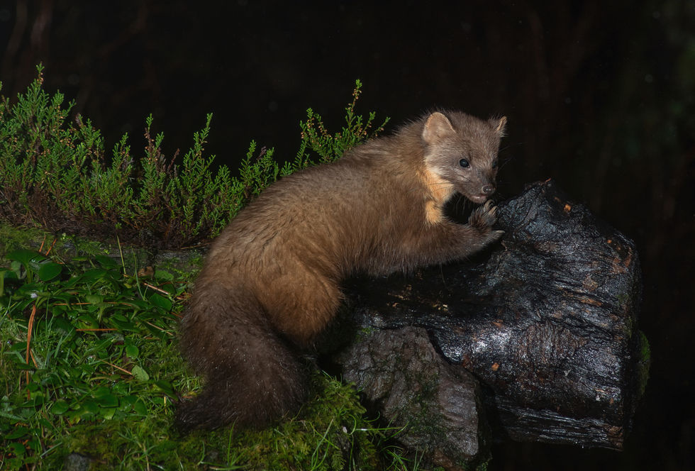 26-01-22 (13)-DeNoiseAI-clear-SAI-focus final.jpg