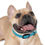 Thumbnail: Blue Hawaiian Dog Collar, Adjustable Pet Collar, Cute Dog Accessories