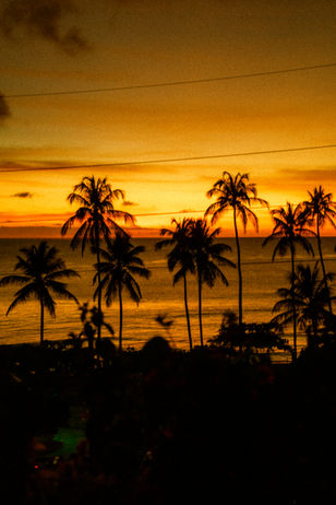 Palm trees photographed by Karisha
