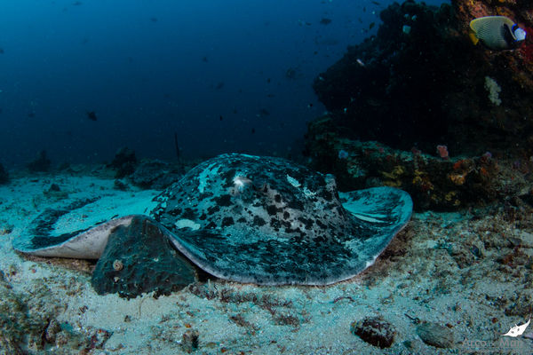 Stingray on a dive