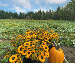 Home Farm Pumpkin Patch Whatcom County