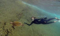 Recanto das tartarugas