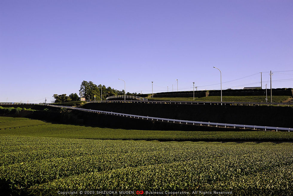 Top Photo_06_牧之原台地開墾地(初倉)