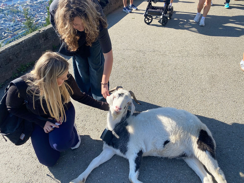 Goats on Mount Fløyen, Bergen, Norway