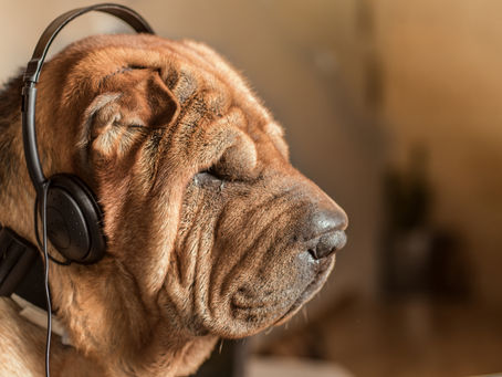 Why Your Pets Should Listen To Music